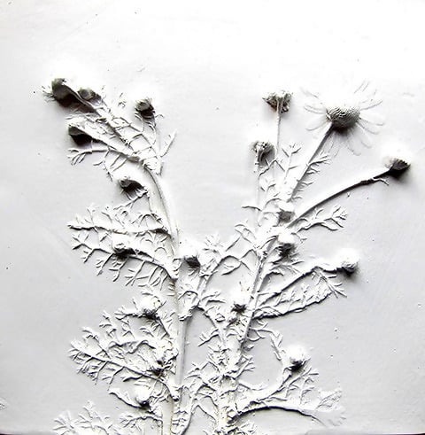 Plaster casts of wildflowers and grasses