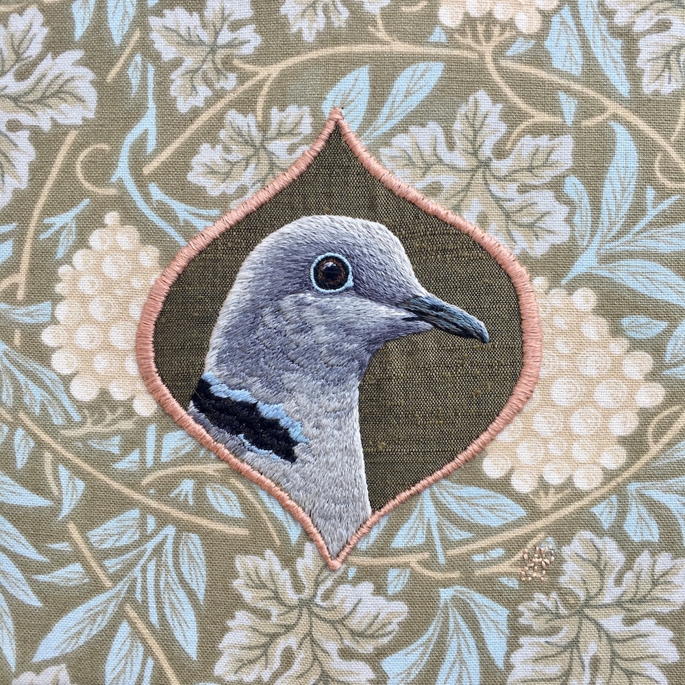 Collared Dove