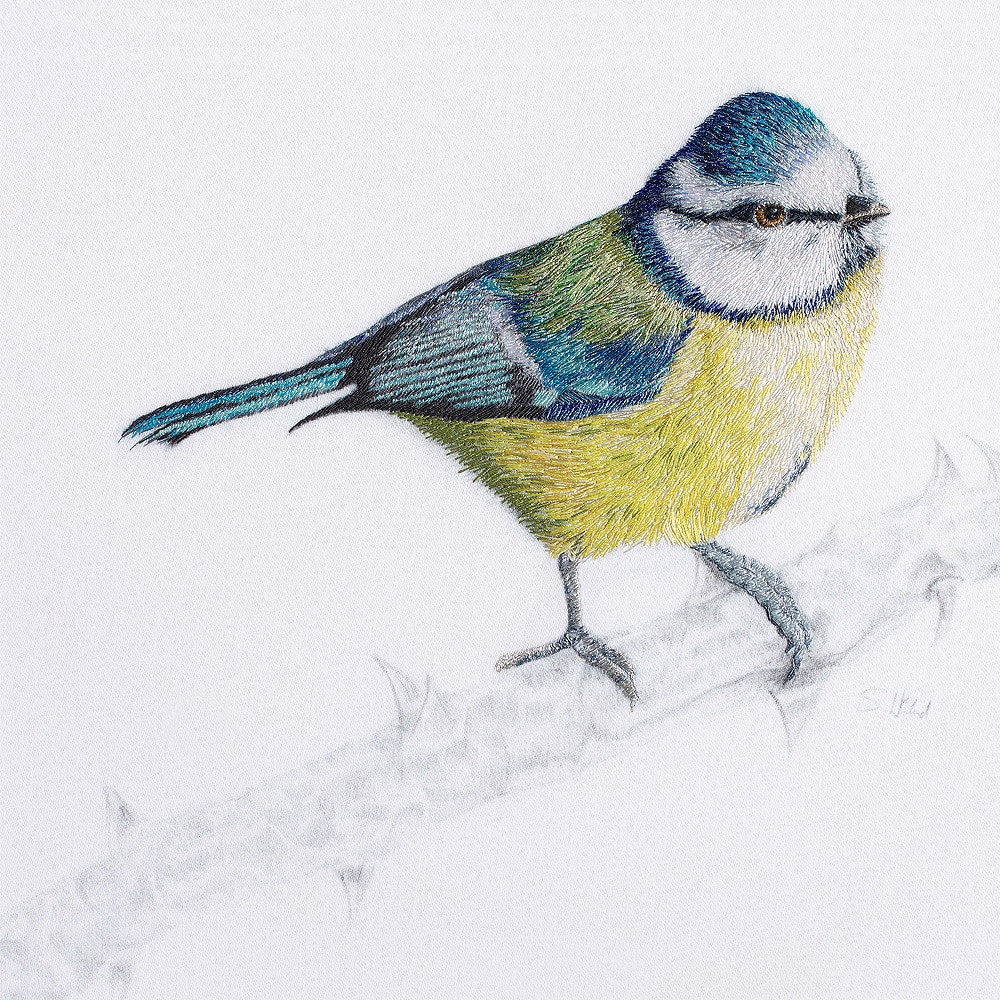 Hyde Blue Tit