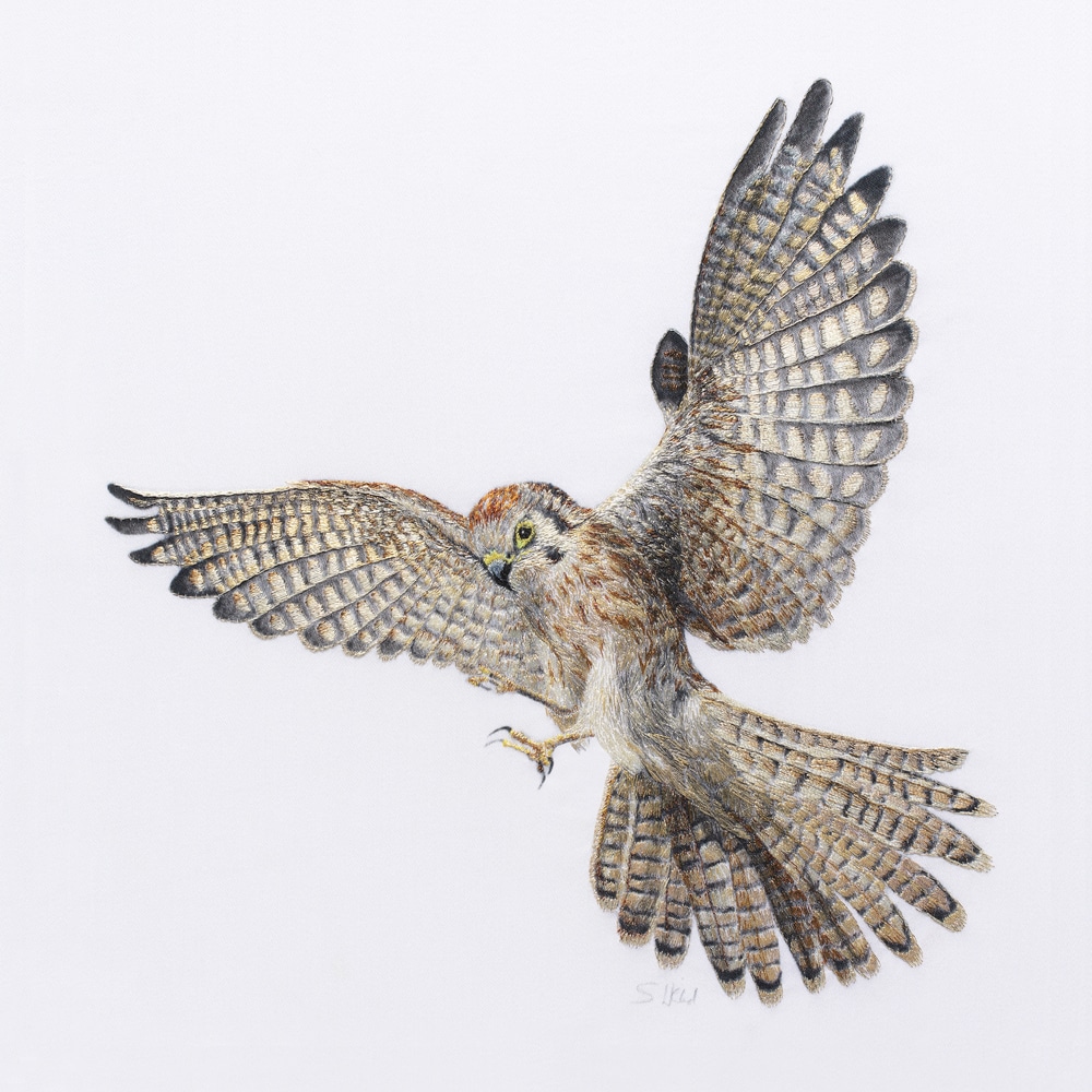 Regent Kestrel