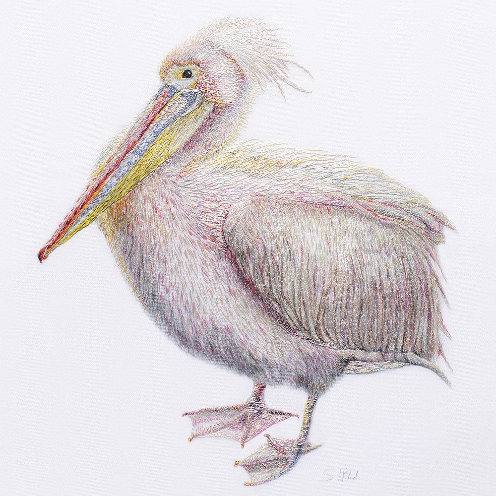 St James Pelican