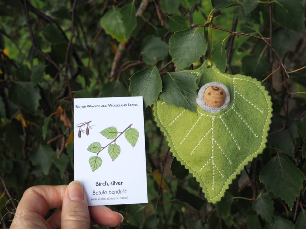 Birch leaf baby with accompanying fact card