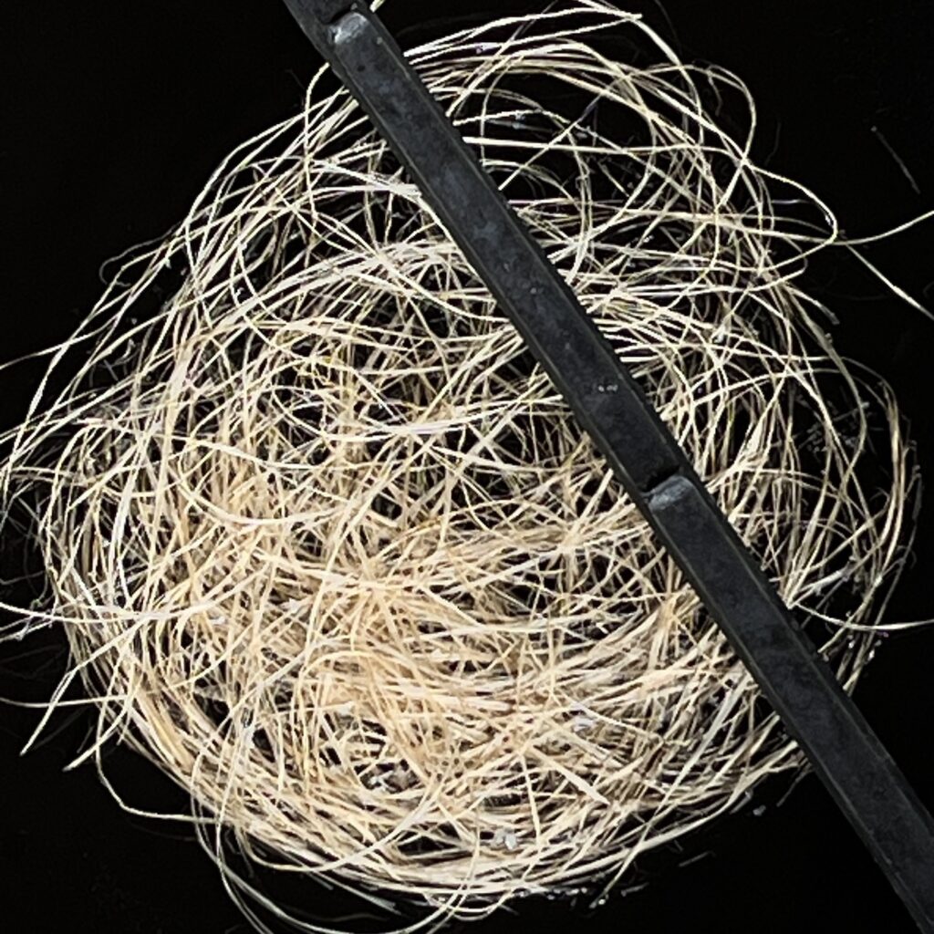 Work in progress: Ramie in indigo, Higeta Indigo Workshop, Mashiko, Japan (2023)